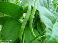 2002-0927Beans